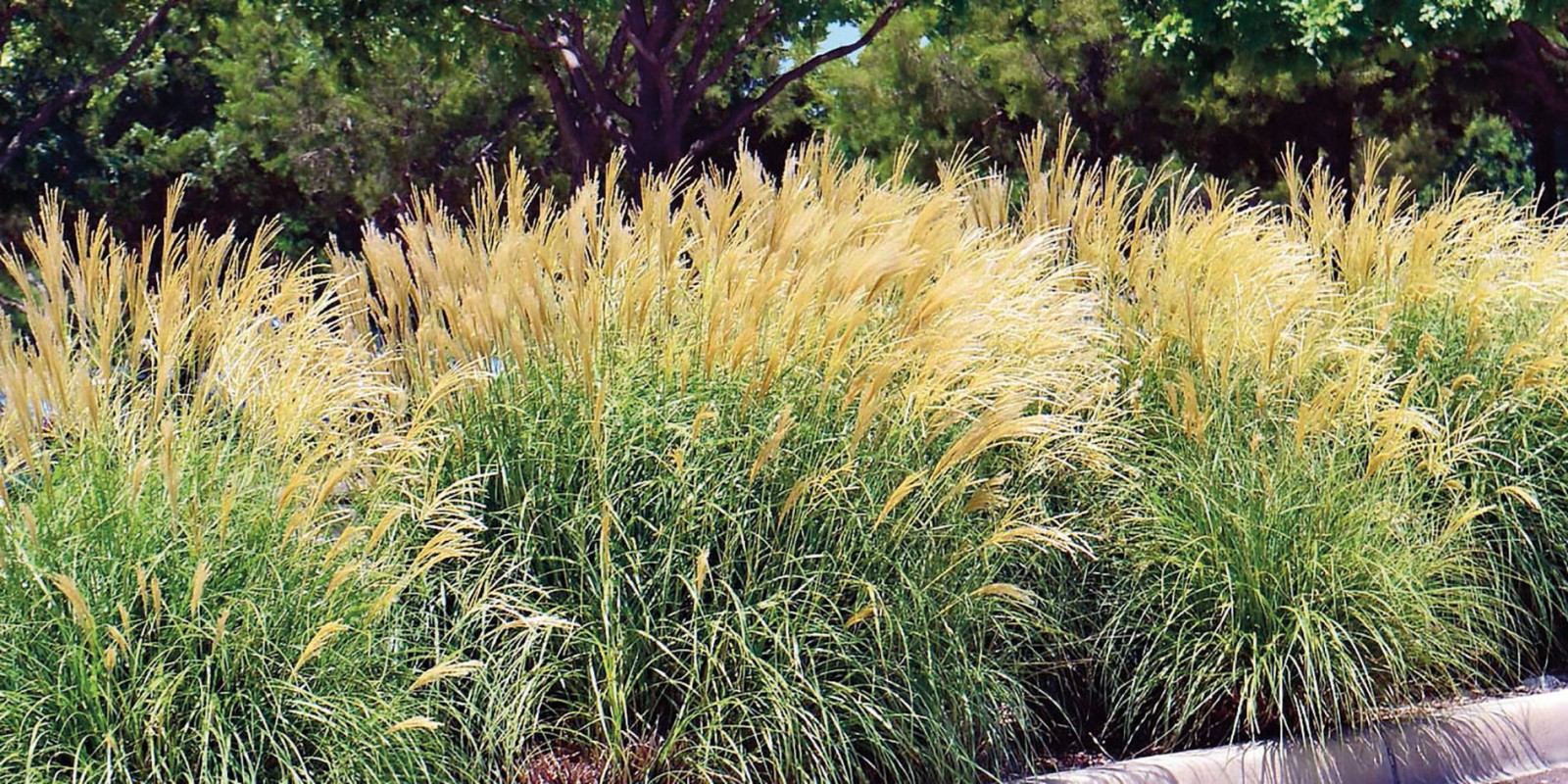 Graminacee (o Poacee)
